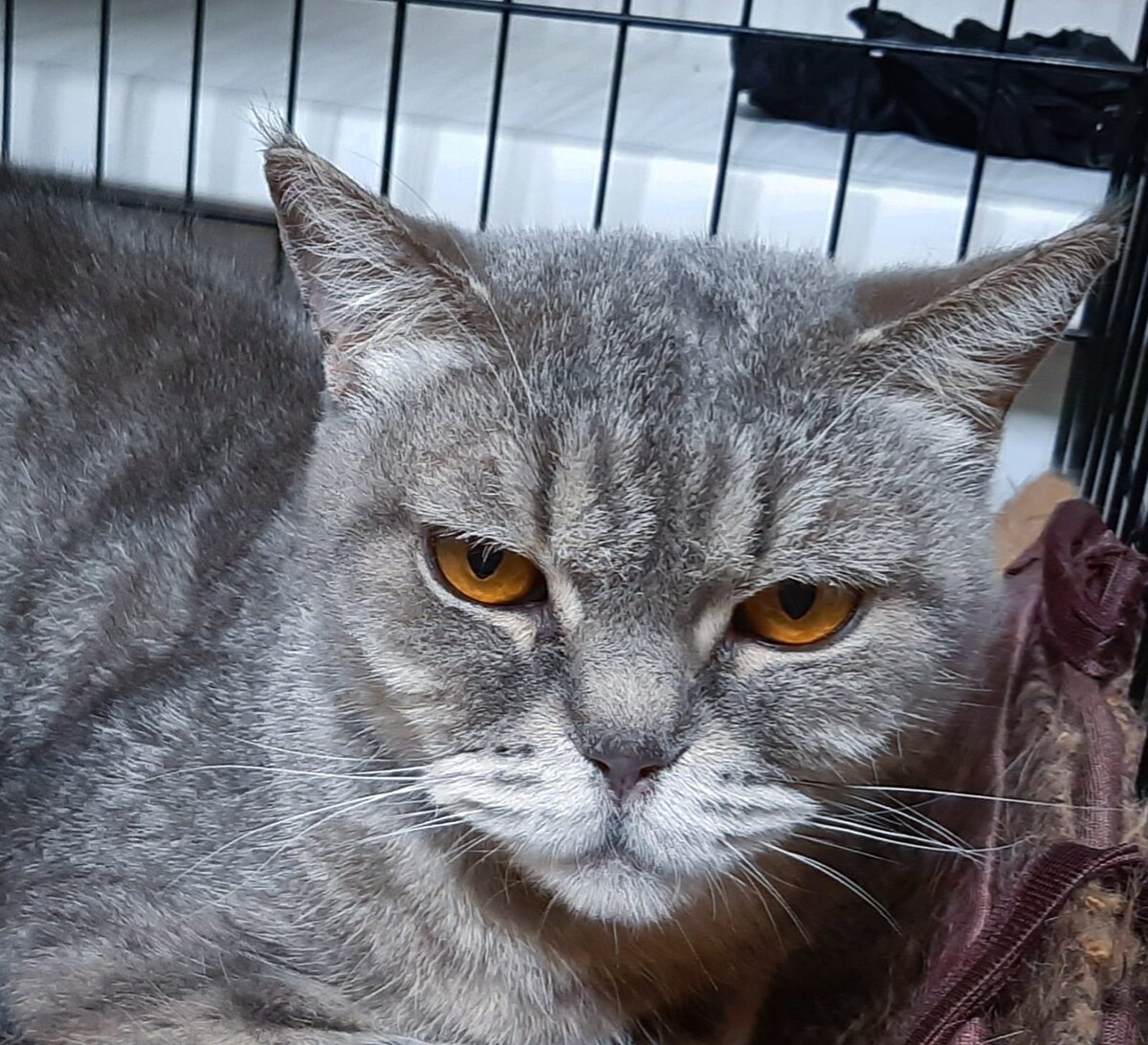 Лина. Кошечка с тяжёлой судьбой. Потеряла треть хвоста в неравной схватке