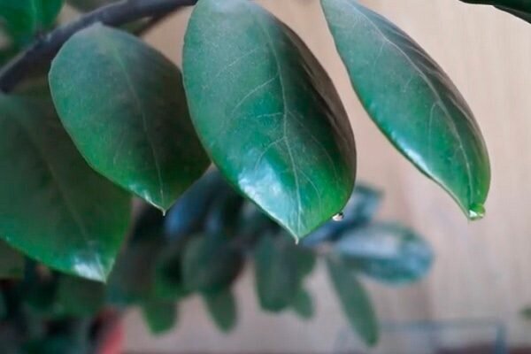 Плач долларового дерева: почему оно обливается каплями дождя