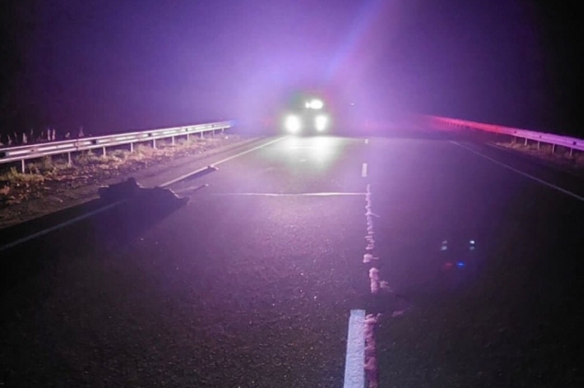    Водитель большегруза насмерть сбил пешехода на трассе в Заларинском районе