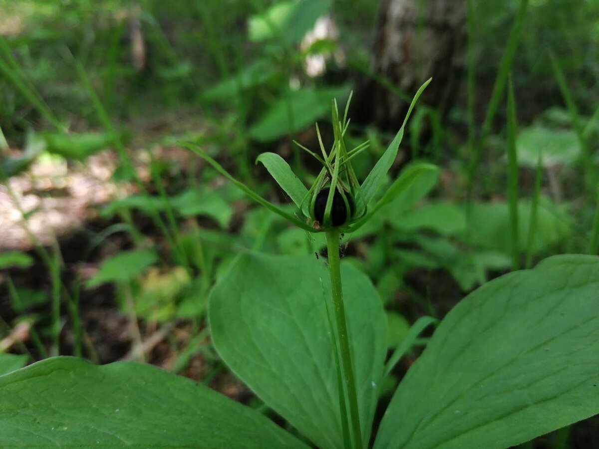 Вороний глаз. Фото Светы Давыдовой
