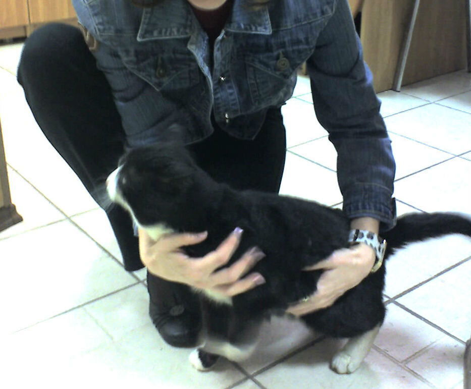 А это настоящий Филя спустя два месяца после лечения. Мы с ним подружились, и он  часто приходил к  нам с Настей в офис)