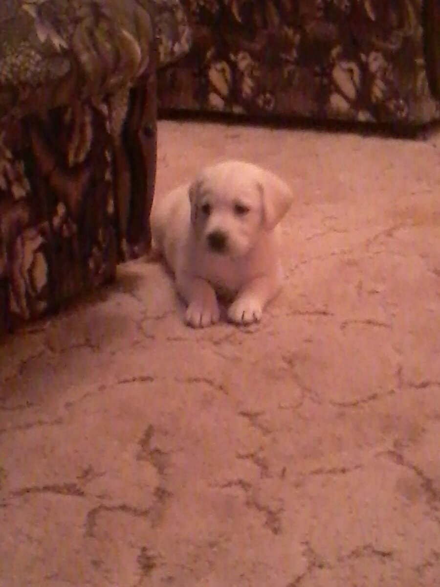 Лабродевочка