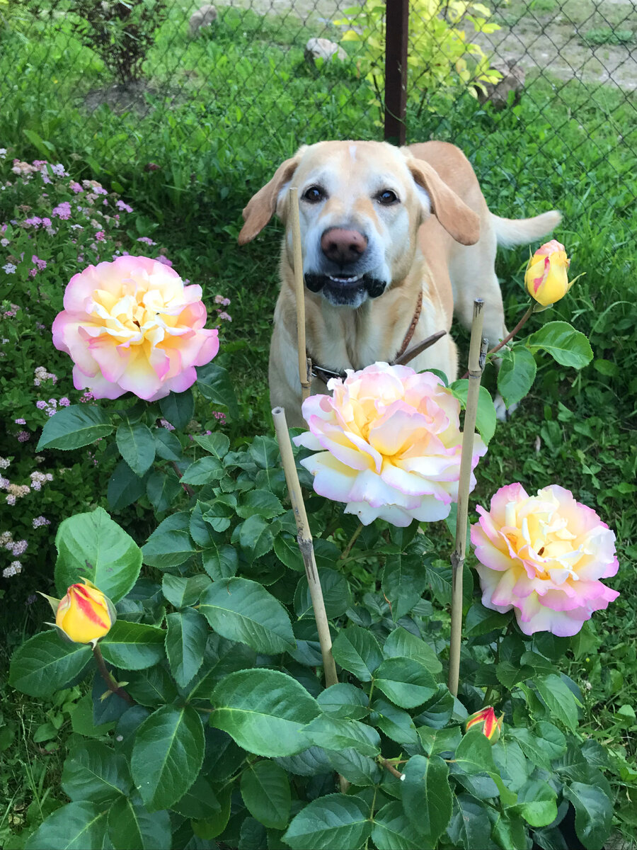 Роза Пис в саду