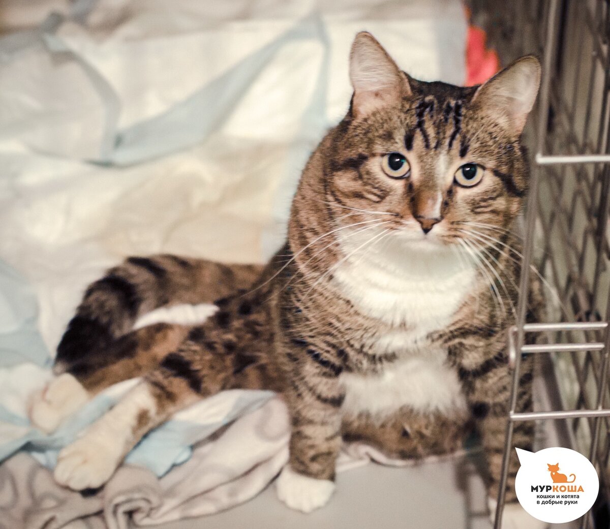 Франклин в приюте "Муркоша"