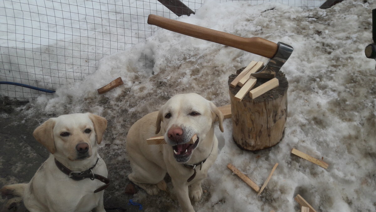                               Мои собаки Мэгги и Мэрс. Помогали реставрировать топор.