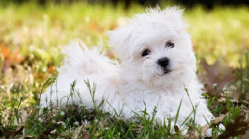 ТОП-25 белых пород собак: список с описанием и фото, особенности, преимущества и недостатки