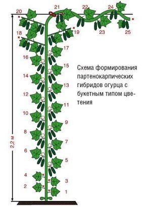 Примерно так должен выглядеть сформированный куст