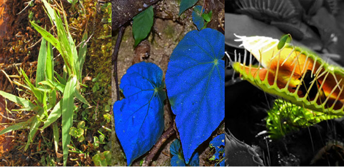 Три необычных растения: Дихантелиум, Бегония павлинья, Венерина мухоловка (изображения взяты из открытых источников)