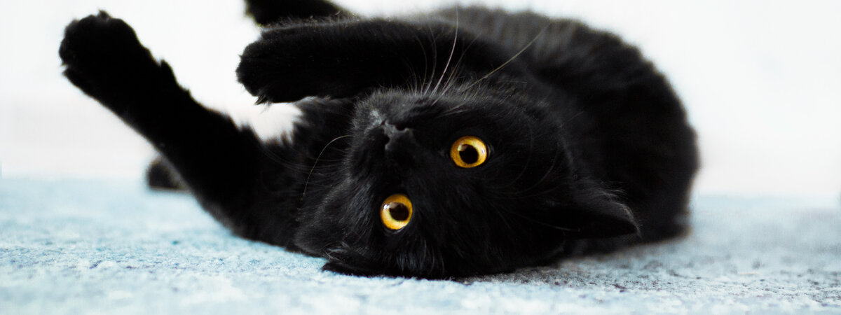 Картинка из Интернета. Вот, примерно, так выглядела та кошка