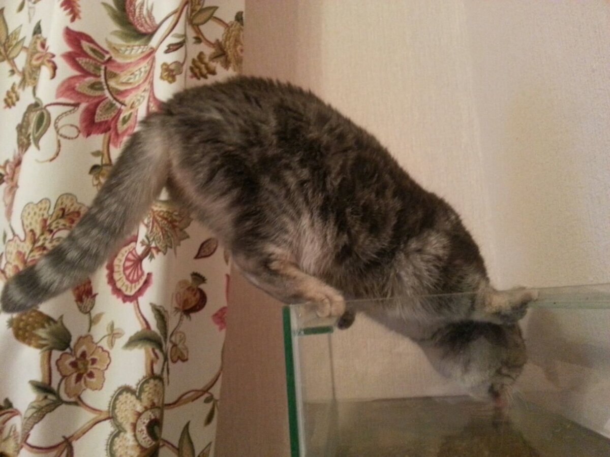 Источник pikabu.ru