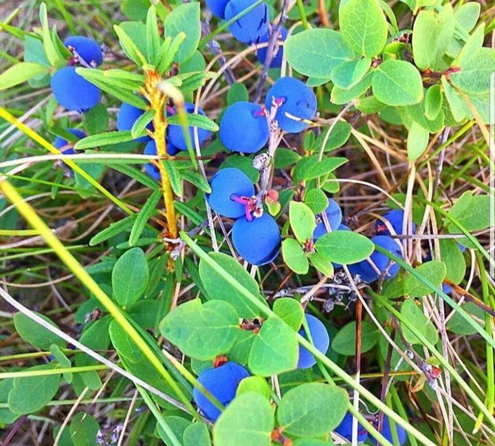 Форма кустарников крайнего севера 7. Голубика на ямале. Кустарники севера. Форма кустарников крайнего севера 7. Цветы севера кольского полуострова.