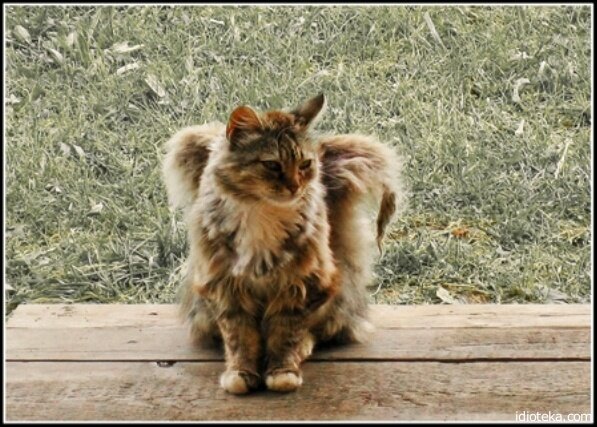 Фото из сети интернет