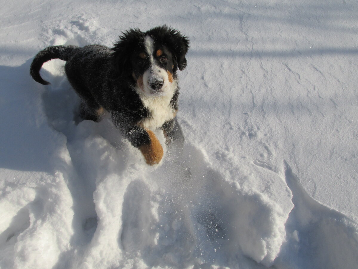 Щенок бернского зенненхунда 