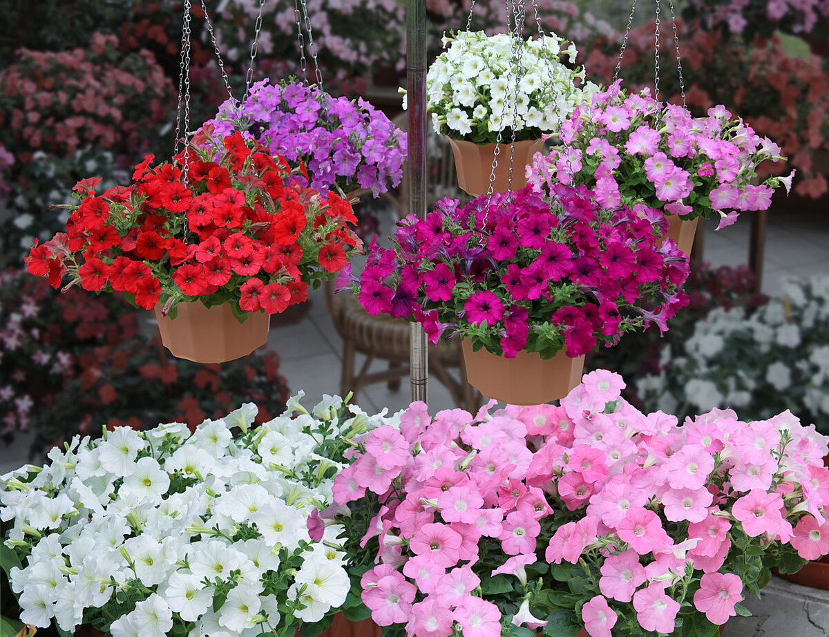 Фото взято с сайта http://www.biotechnica.ru