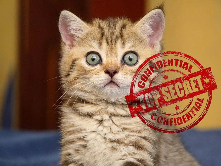 Совершенно секретный кот