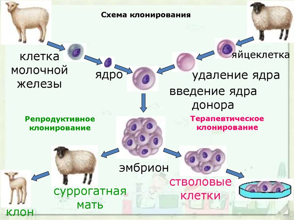 Клонирование животных картинки