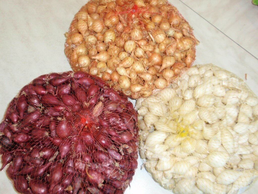 Севок стурон. Лук севок лучший для хранения. Лук севок ассорти. Лук севок шекспир. Лук севок озимый.