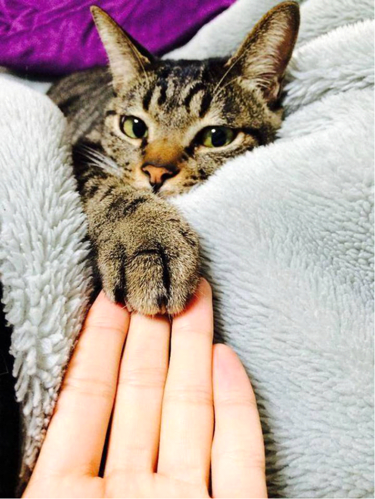 Котик с лапкой. Кот на руках. Кошачья лапка. Котенок на руках. Кошачьи лапки на руки