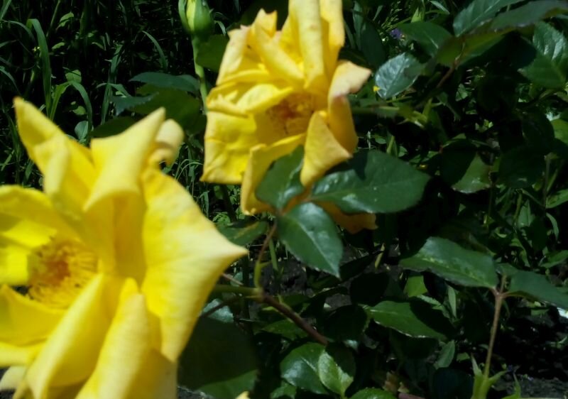 Еще одно фото. Качество еще хуже, но можно разглядеть серединку.