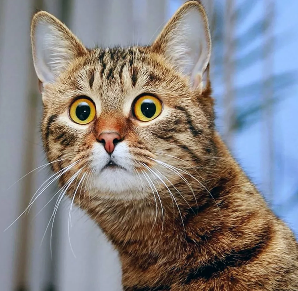 Кот с поднятой лапой. Растопыренная лапа кота. Картинка вот такие дела. Вот такую картинку. Прикольные коты фото с надписями.