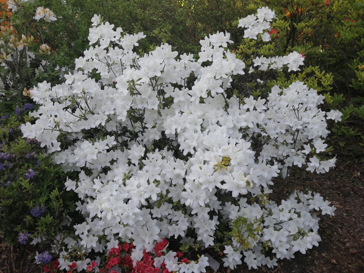 рододендрон ударение в слове