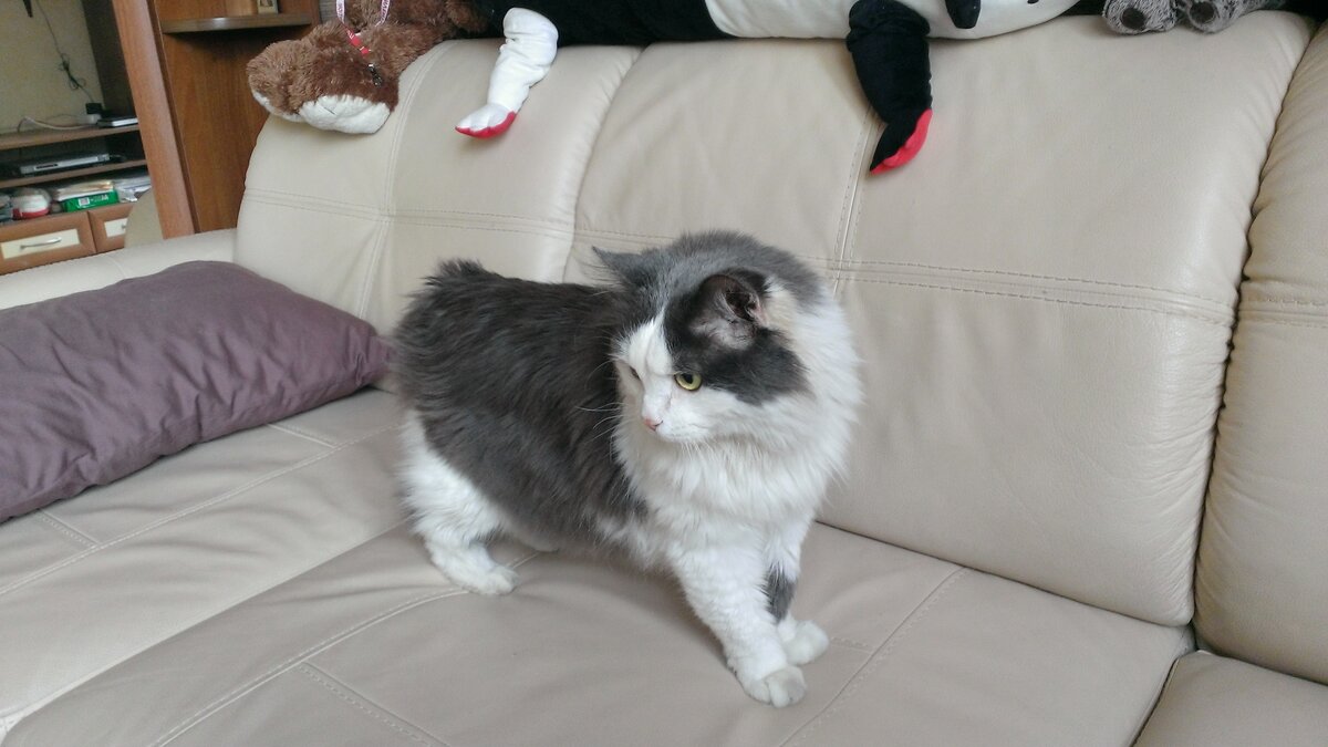 Котик Мишка