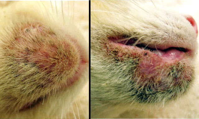 У кошки дерматит - причины и методы лечения. | Лапа помощи | Дзен