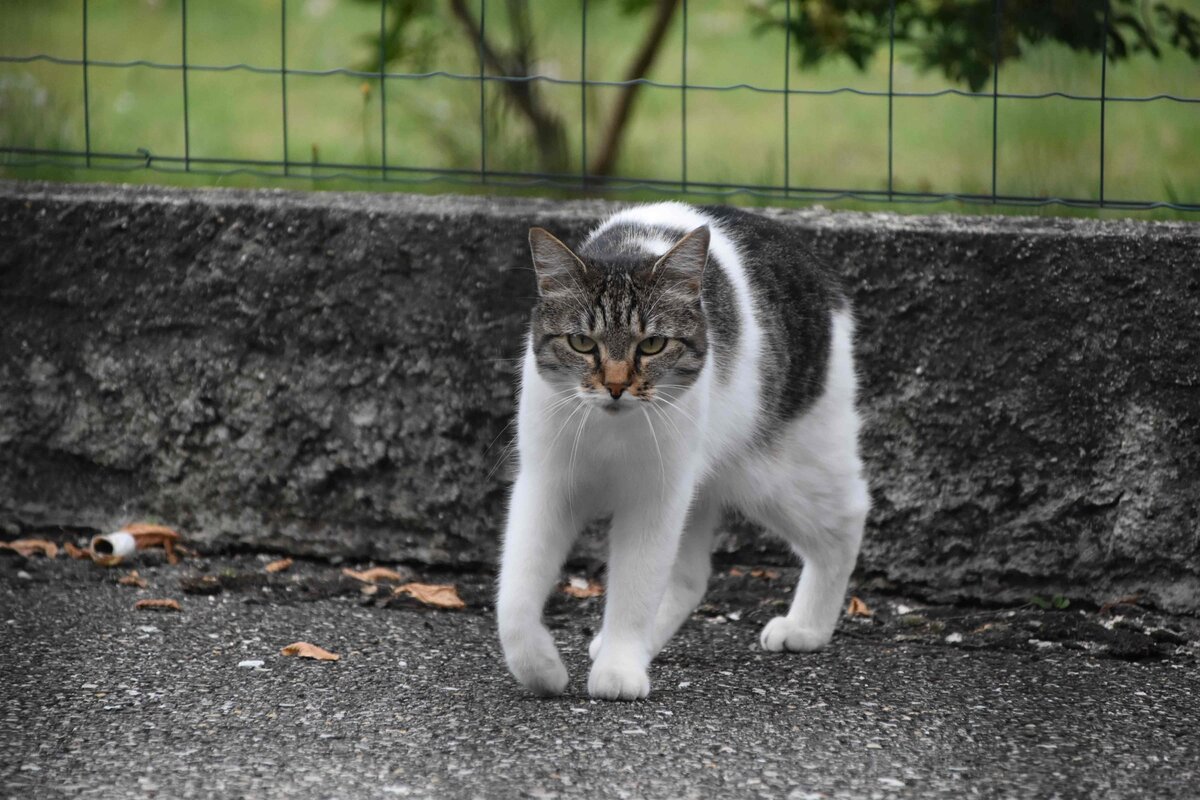 Фото Vincent Creton