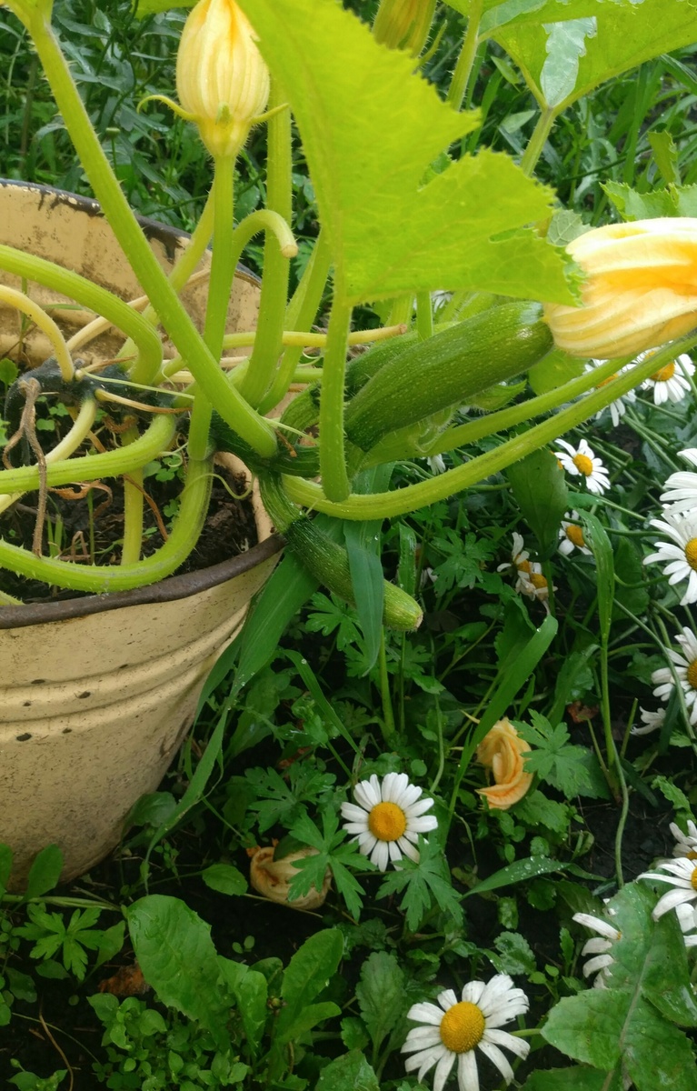 Кабачки в ведре, июль