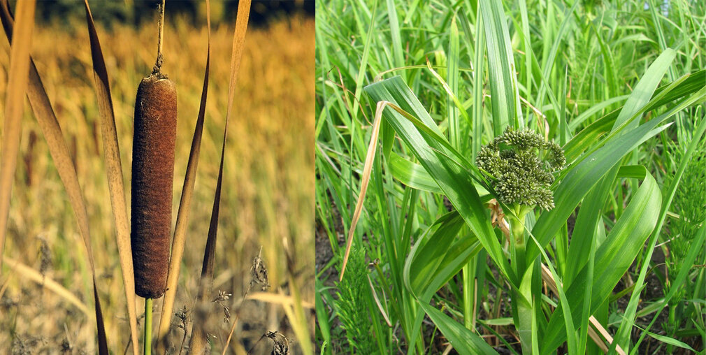 Слева - рогоз; справа - камыш. Изображение взято из: Pixabay