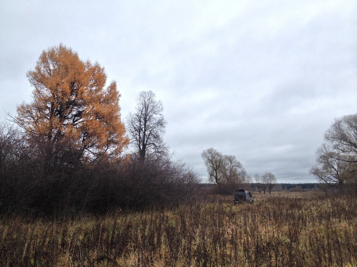 На урочище. В зарослях у лиственницы руины дома.