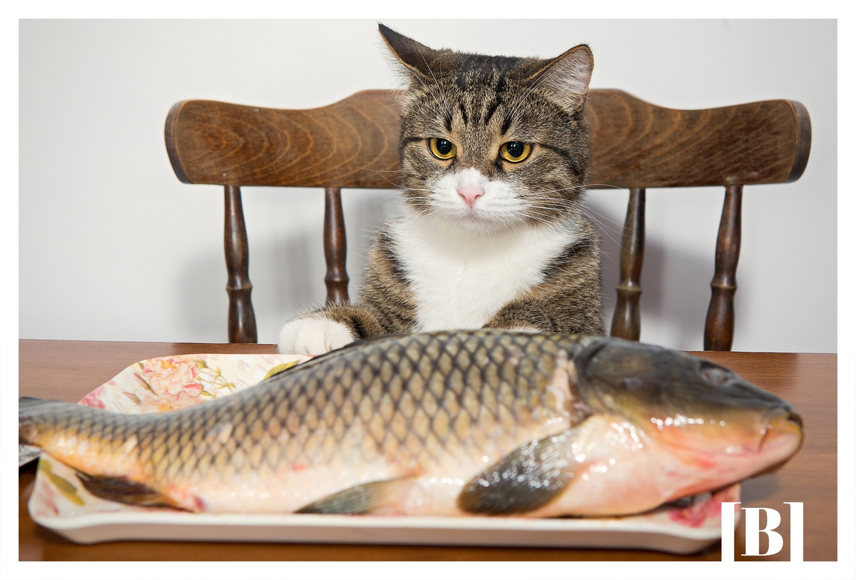 Кошка и рыба