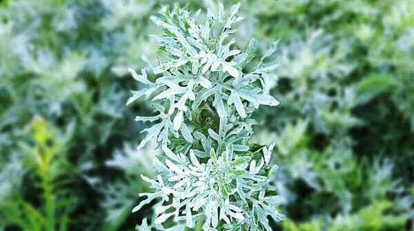 Полынь однолетняя (обыкновенная) фото: internet