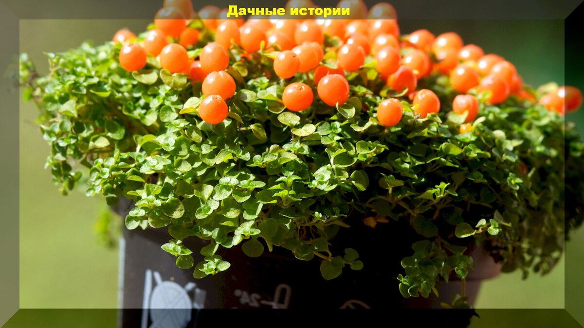 https://vk.com/photo-159774511_457242752.  Нертера 