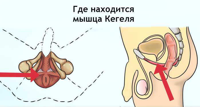 Мышца, которую мы будем тренировать с помощью "упражнение Кегеля", называется "лобково-копчиковая мышца". Данная мышца является основной мышцей в тазовом дне!