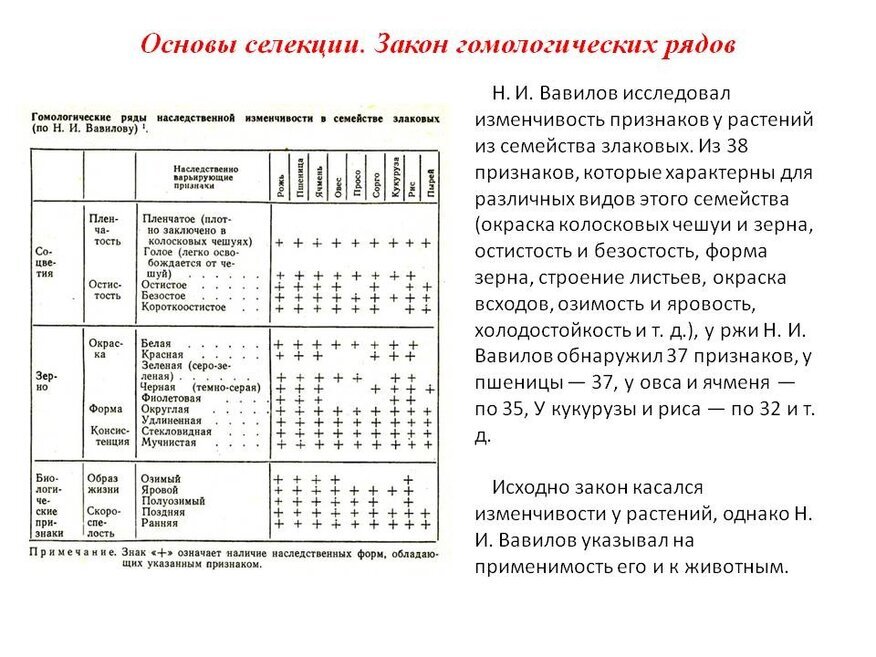 Закон вавилова о гомологических рядах наследственной изменчивости презентация