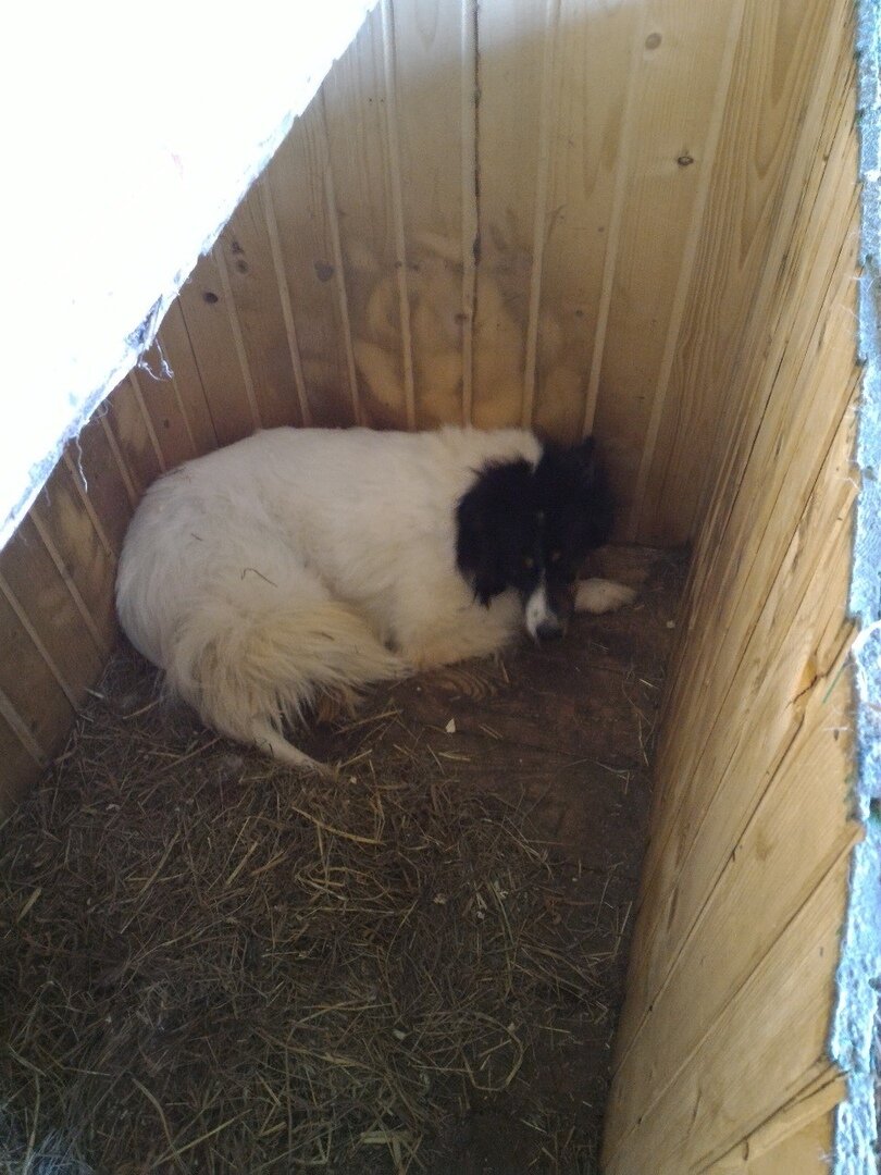 Приют солнцево