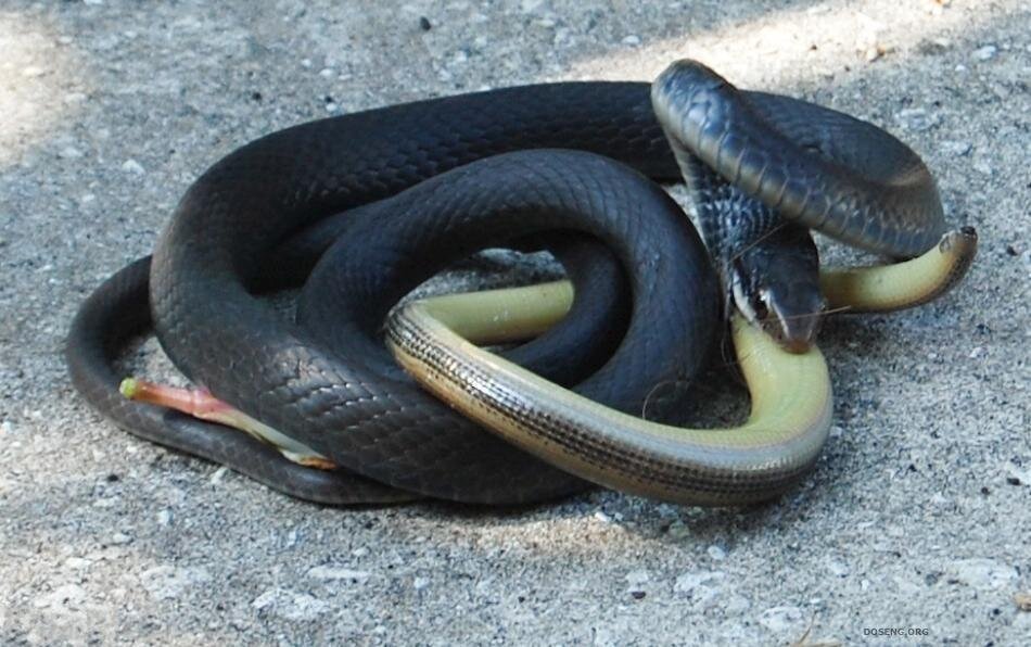 Сон змея ест. Черная Муссурана. Змеи поедатели змей.