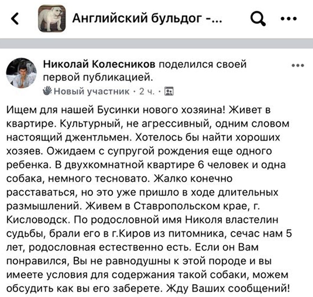 Фото: Facebook / Английские бульдоги в беде /