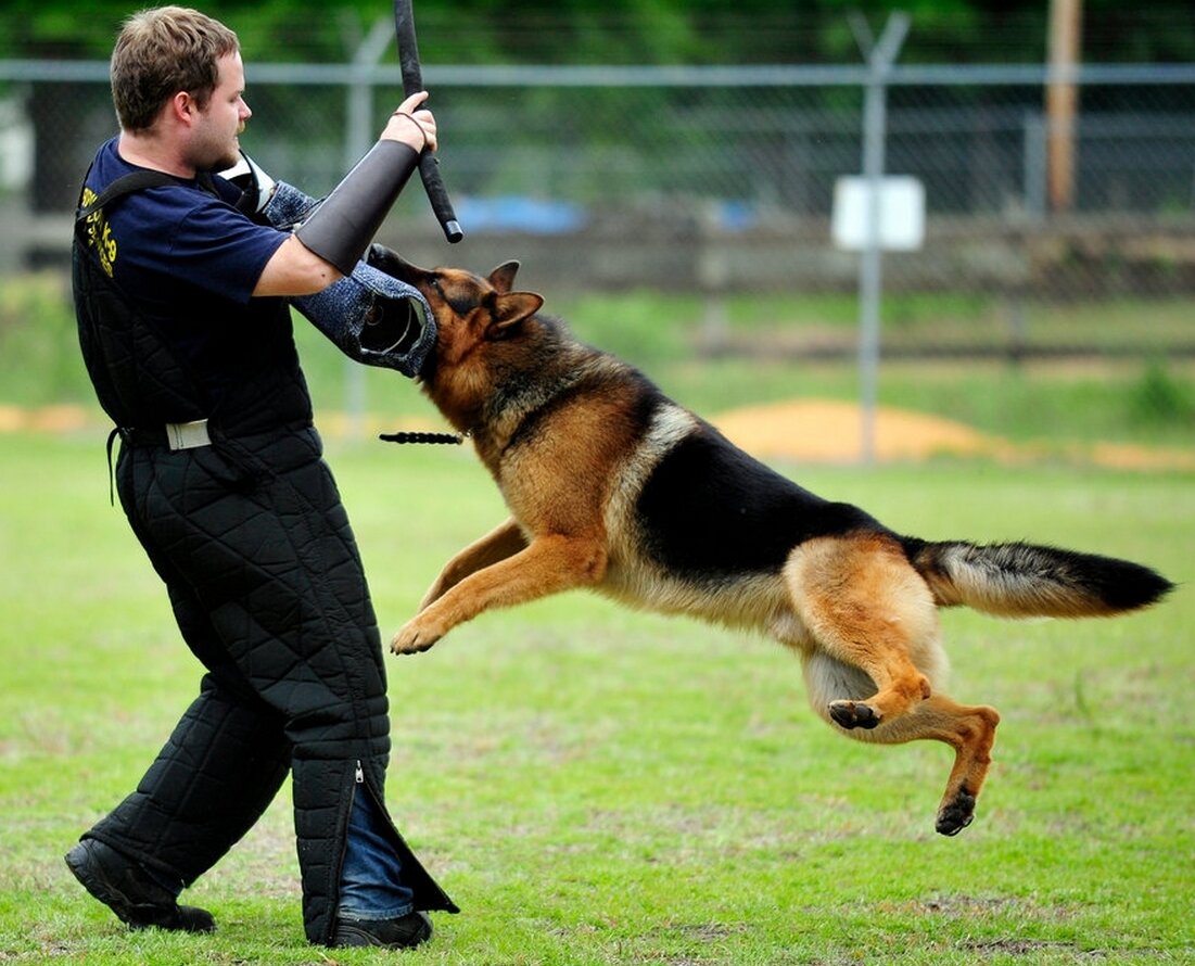 Ротвейлер служебная собака. Порода собак ротвейлер. Собаки для охраны территории. Немецкая овчарка зкс. Охраняемые собаки.