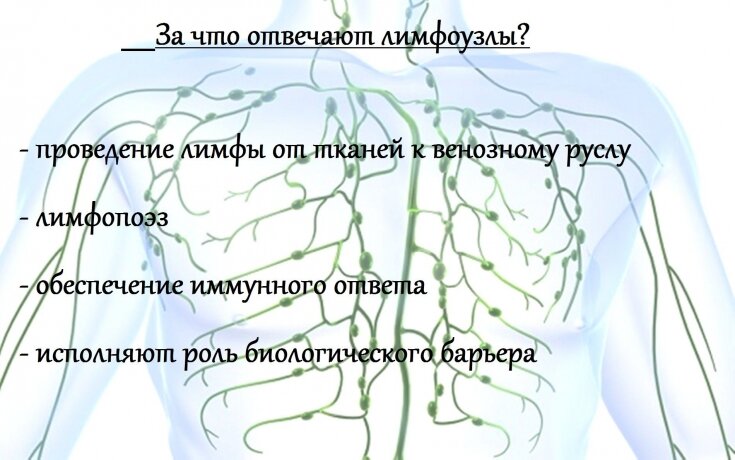 Как выглядят лимфоузлы у человека Лимфаденит: признаки и причины воспаления лимфоузлов ESTET-PORTAL Дзен