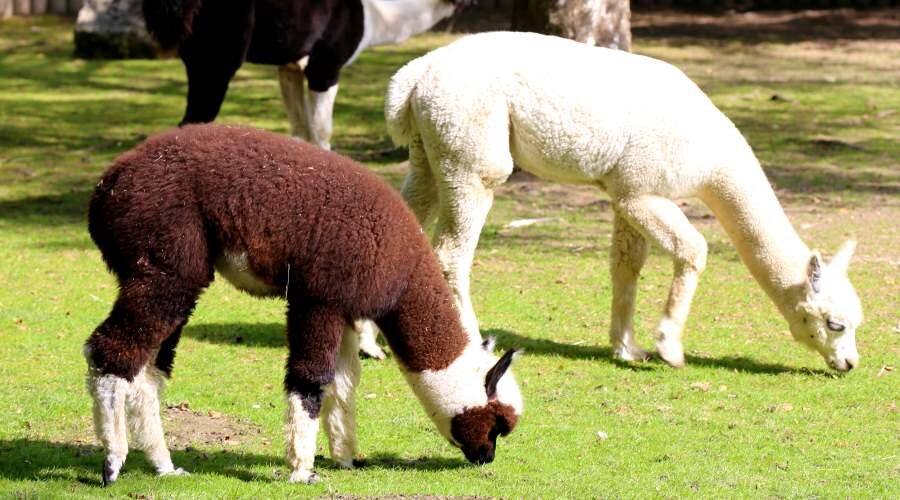 О альпак получают хорошую шерсть.