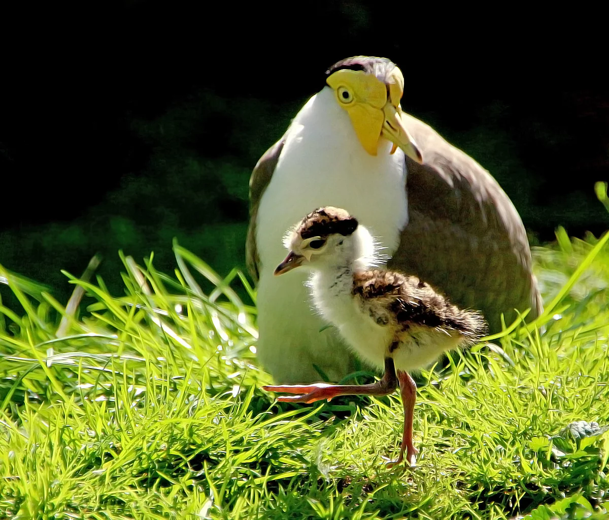 Юная гордость австралийской армии. 