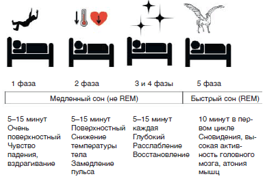 Фазы одного цикла сна. Источник фото: «Русский медицинский журнал», №22, 2017