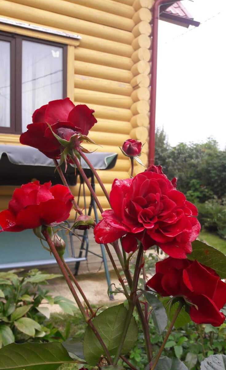 Шварце Мадонна. Чайно-гибридная роза.