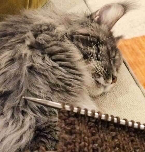 Куны тоже вязальщики, да!