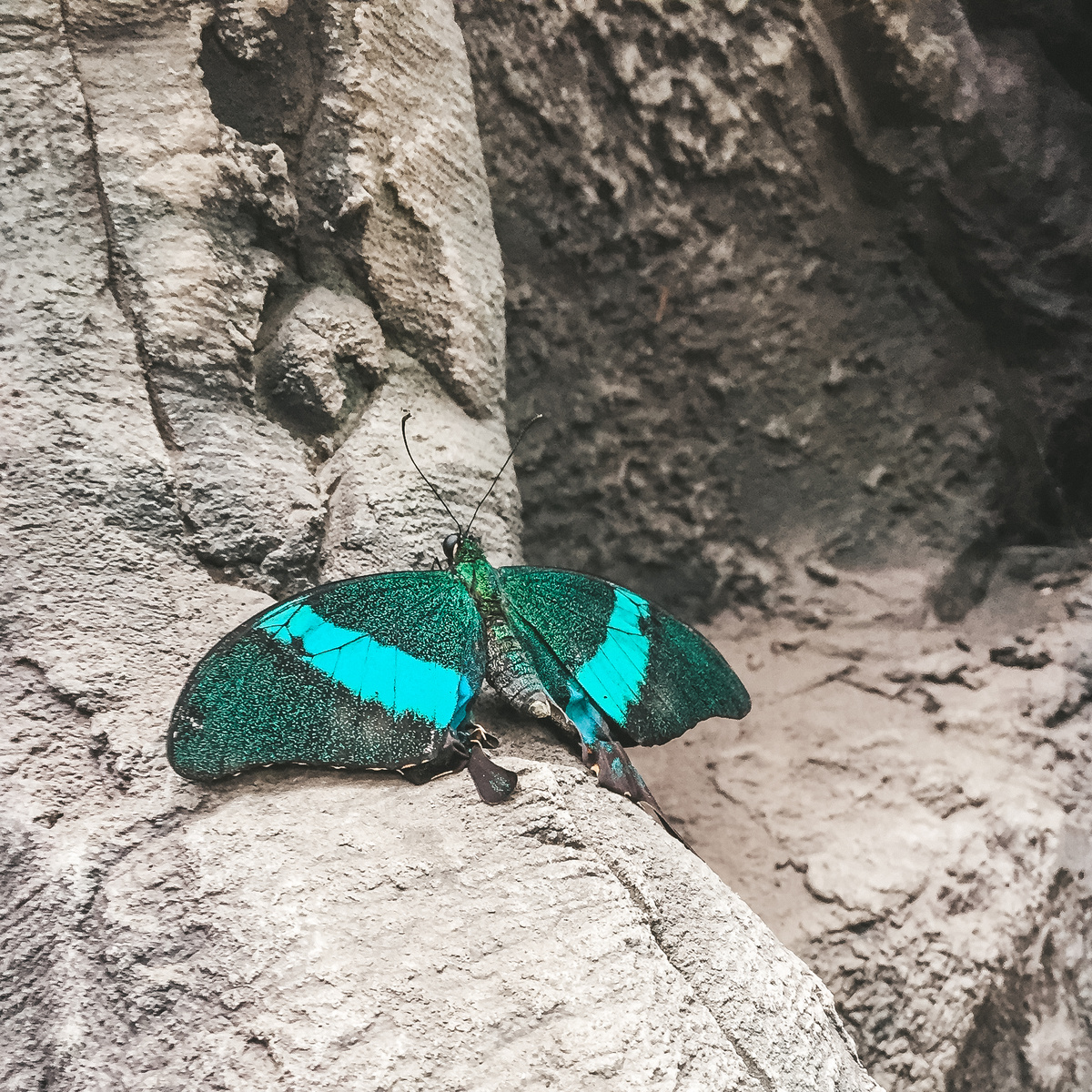 Бабочка расправил крылья... 