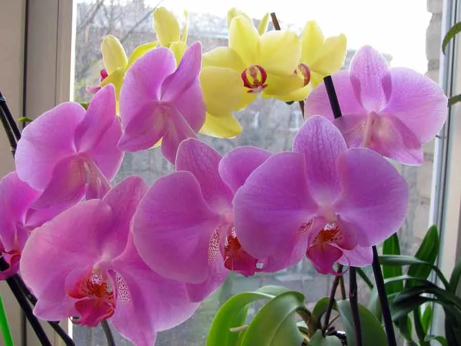 Каталог орхидей с названиями. Орхидея фаленопсис. Орхидеи фаленопсисы. Фаленопсис Алексия. Фаленопсис обильноцветущий.