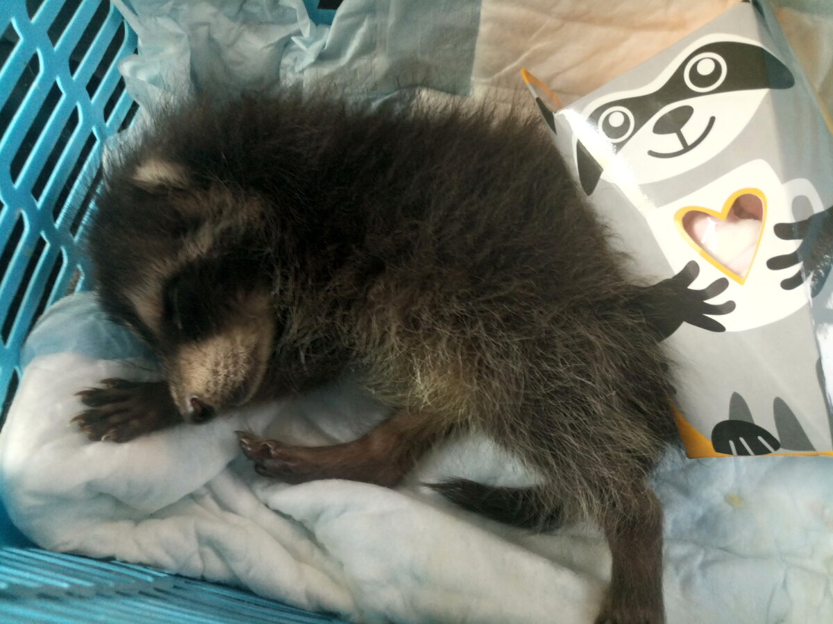 Шкип в переносе на море.