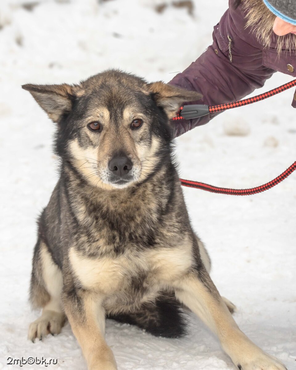 Грейс в самом начале своей социализации в приюте Солнцево